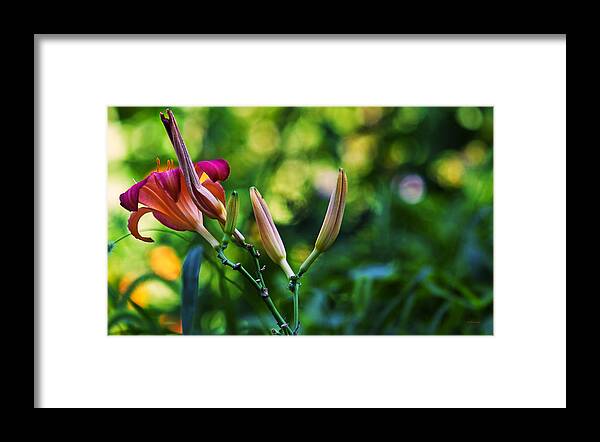 Flowers Framed Print featuring the photograph Flower Of Summer by Ed Peterson