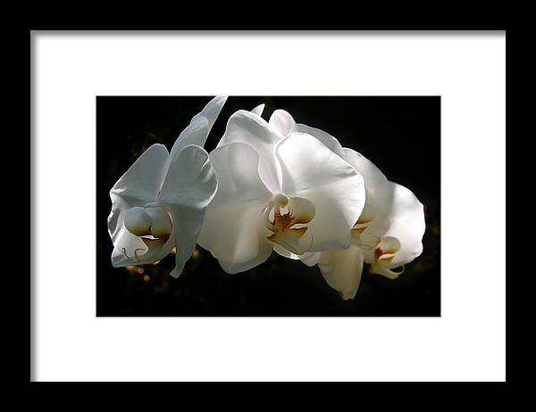 Metro Framed Print featuring the digital art Flower Painting 0004 by Metro DC Photography