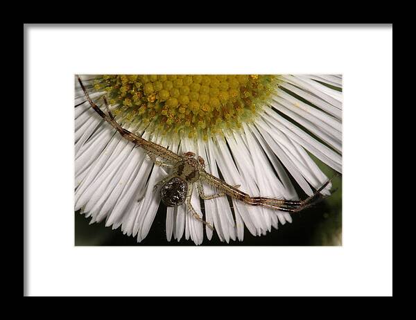 Nature Framed Print featuring the photograph Flower Spider On Fleabane by Daniel Reed