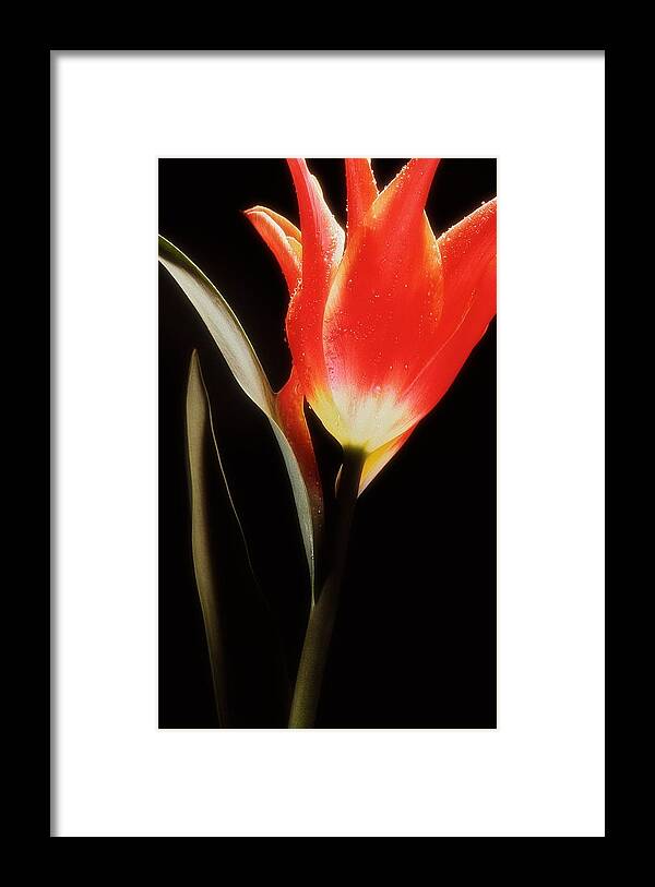 Flower Framed Print featuring the photograph Flower Still 1 by Thomas Born