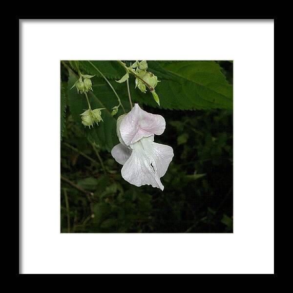 Beautiful Framed Print featuring the photograph #flower#flowers #beautiful #pink by Chris Gallagher