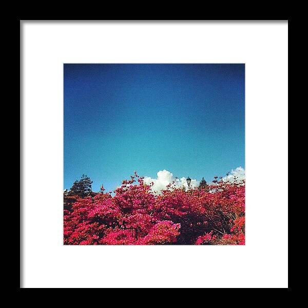 Instagrammer Framed Print featuring the photograph Flowers & Sky by Fernanda Fontenelle