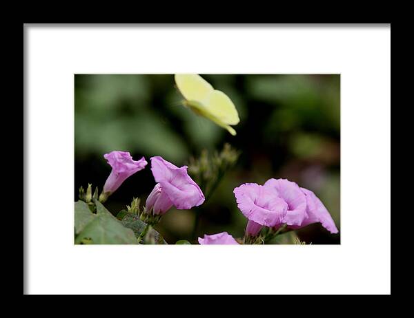 Flowers Framed Print featuring the photograph Flowers and Butterfly by Travis Truelove