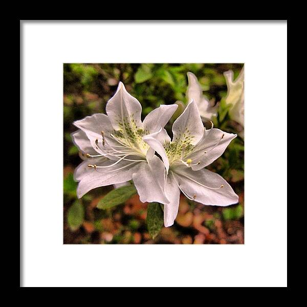 Spring Framed Print featuring the photograph #flowers #azaleas #newjersey #spring by Susan Neufeld