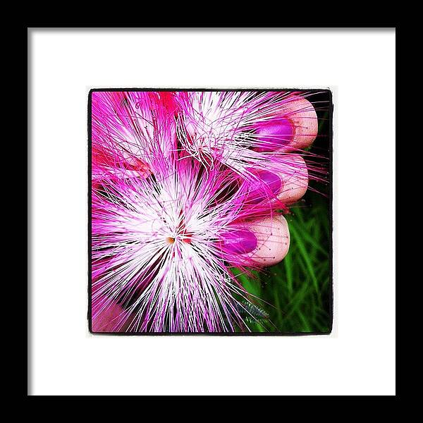 Instagram Framed Print featuring the photograph #flowers #colors #spring #nature by Avatar Pics