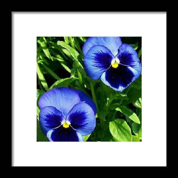 Beautiful Framed Print featuring the photograph #flowers #pansy #blue #nature #colour by Lauren Dunn