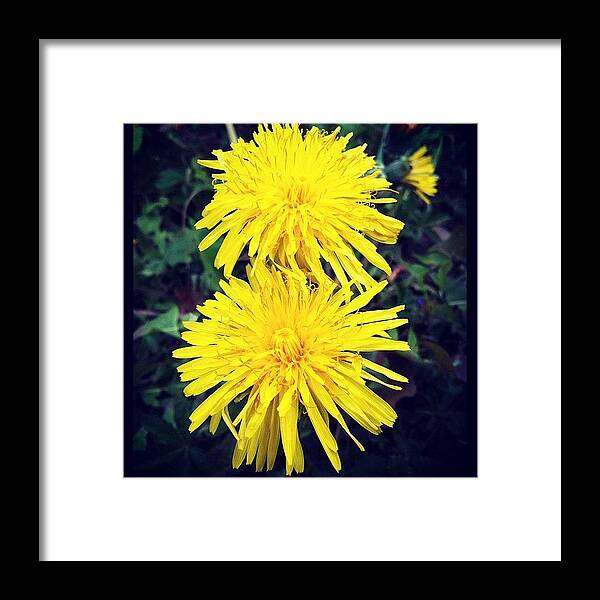 Plants Framed Print featuring the photograph #flowers #yellow #crostagram by Zain Master