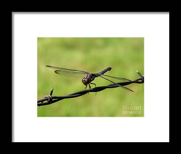 Dragonfly Framed Print featuring the photograph Fly Away Dragonfly by Kathy White