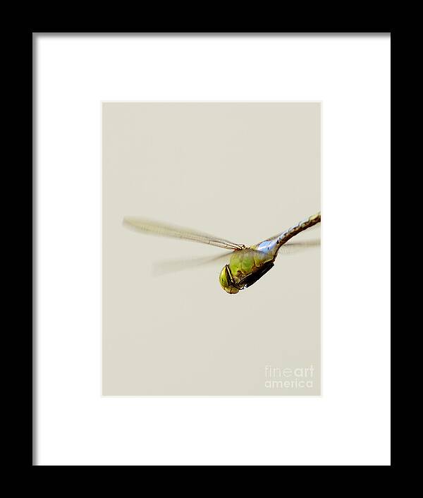 Nature Framed Print featuring the photograph Fly-By by Robert Frederick