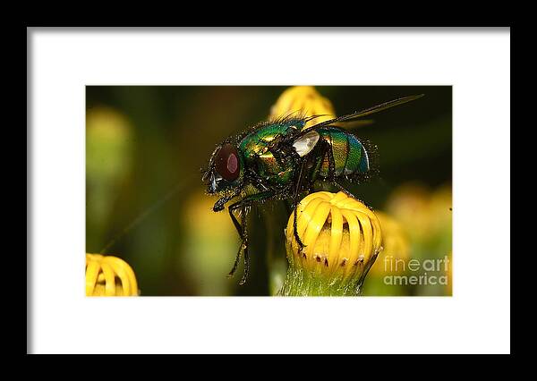 Fly Framed Print featuring the photograph Fly pollinating by Mareko Marciniak