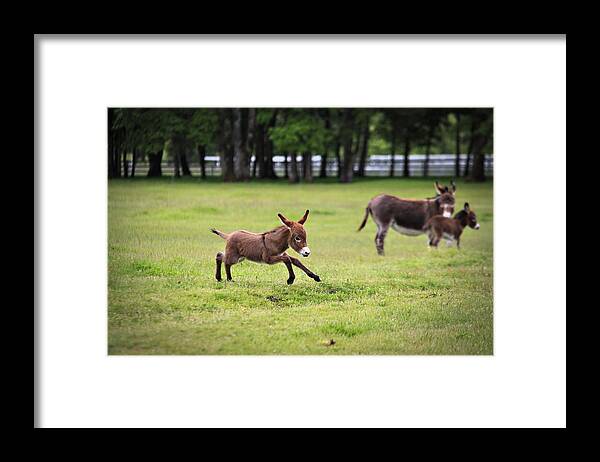 Miniature Donkey Framed Print featuring the photograph Flying Abbey by Tiana McVay