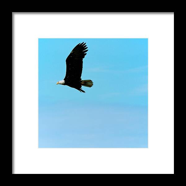 Eagle Framed Print featuring the photograph Flying High by Eric Tressler