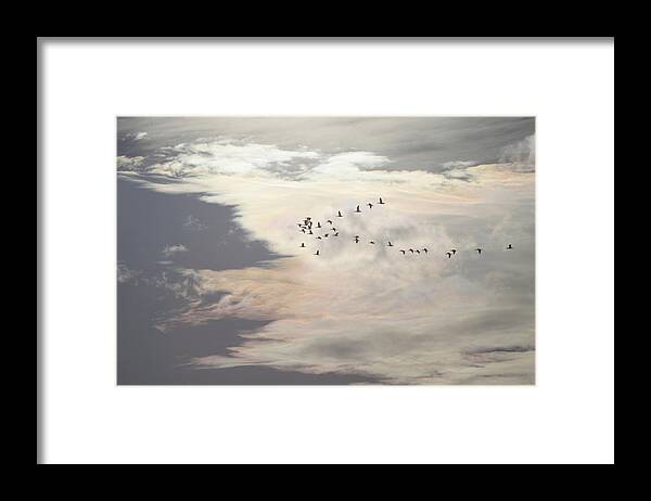 Swarm Framed Print featuring the photograph Flying through the evening sky by Ulrich Kunst And Bettina Scheidulin