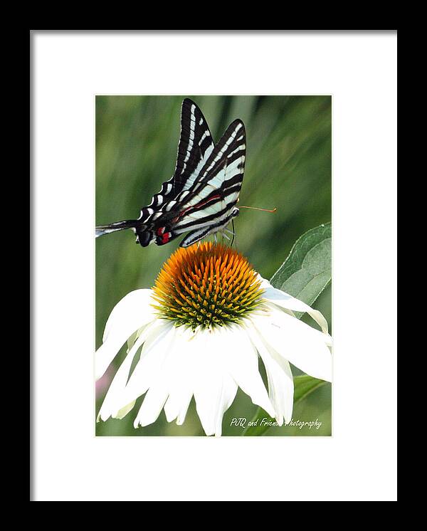  Framed Print featuring the photograph 'Flying Zebra' by PJQandFriends Photography