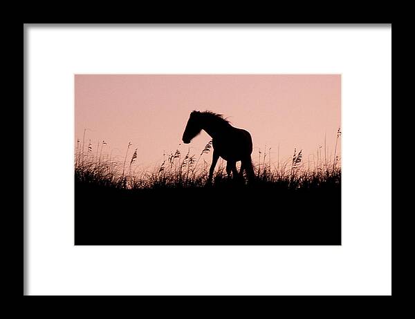 Foal Framed Print featuring the photograph Foal At Sunset by Kim Galluzzo Wozniak