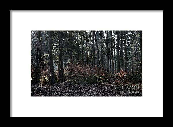 Photograph Framed Print featuring the photograph Forest Beauty by Bruno Santoro