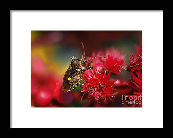 Yhun Suarez Framed Print featuring the photograph Forest Bug - Pentatoma Rufipes by Yhun Suarez