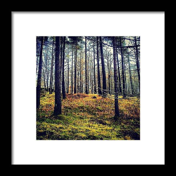 Pine Framed Print featuring the photograph Forest in Cumbria by Nic Squirrell