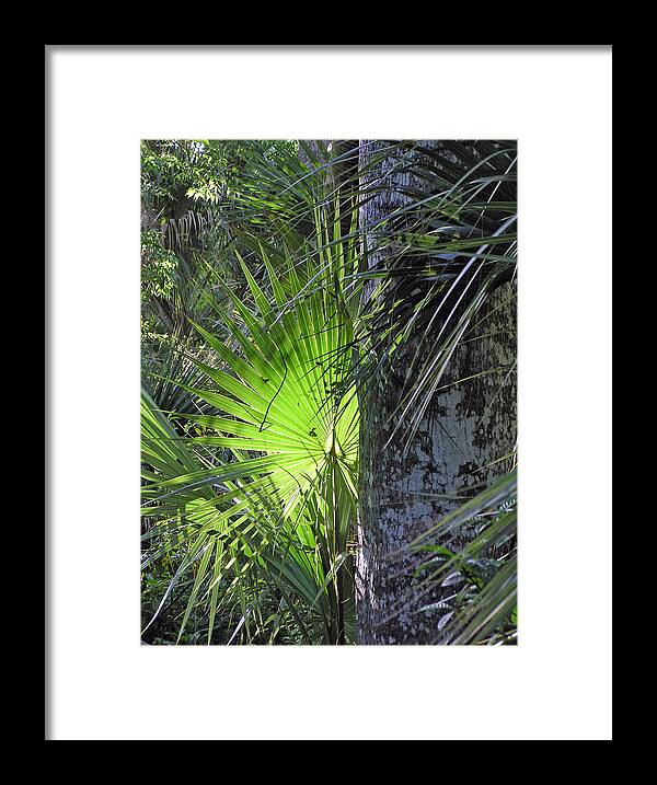 Palm Framed Print featuring the photograph Forest Palm by Lou Belcher