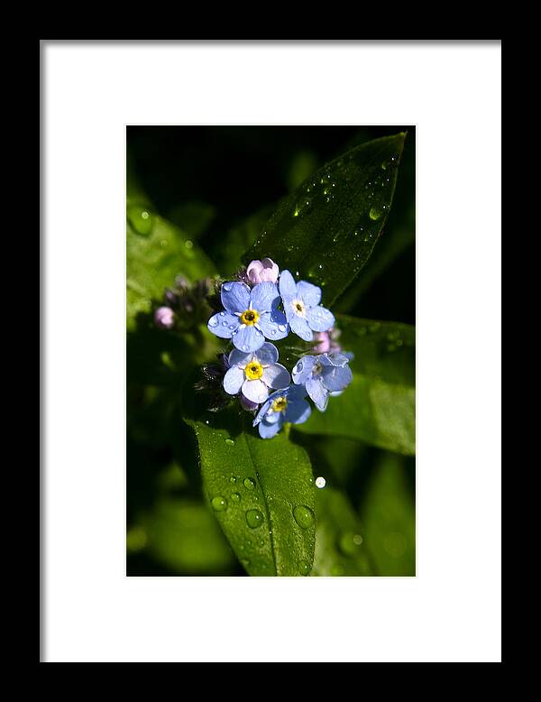Plants Framed Print featuring the photograph Forget Me Not #2 by PIXELS XPOSED Ralph A Ledergerber Photography