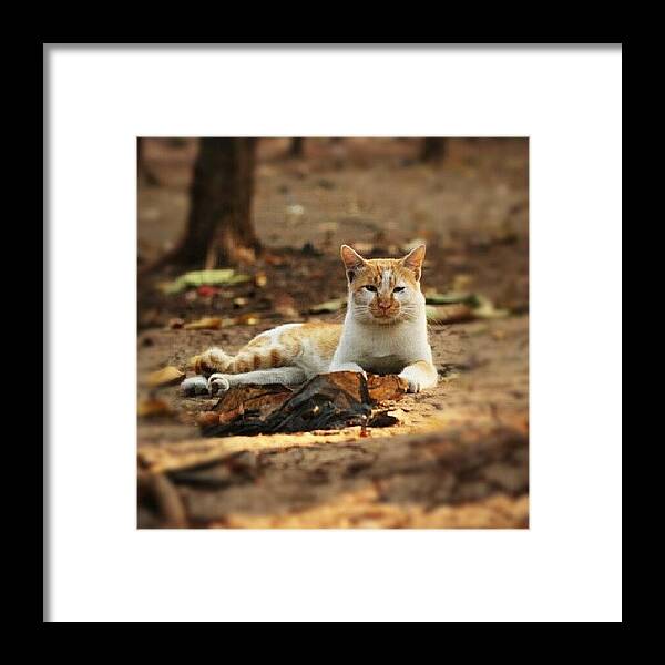 Cute Framed Print featuring the photograph Found This #cat On The Street #instacat by Fajar Triwahyudi