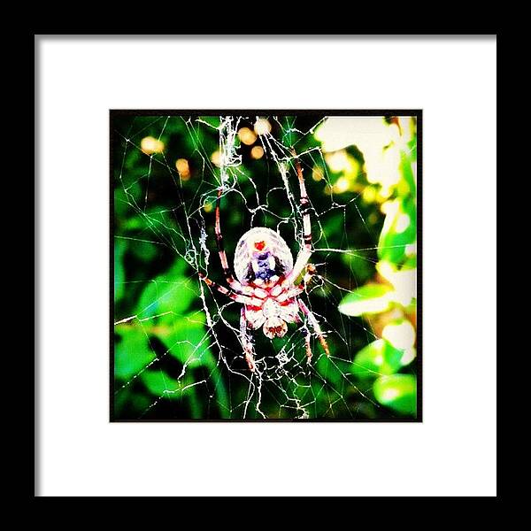 Love Framed Print featuring the photograph Found This #spider In The Creek Earlier by Super Mario