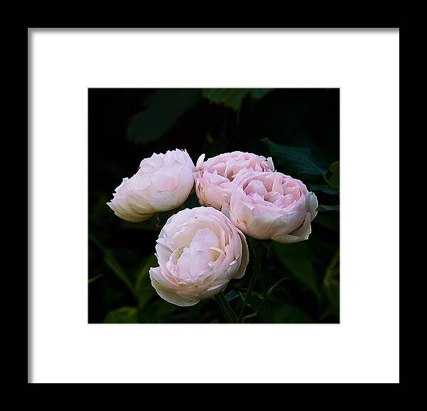 Nature Framed Print featuring the photograph Four Roses by Michael Friedman