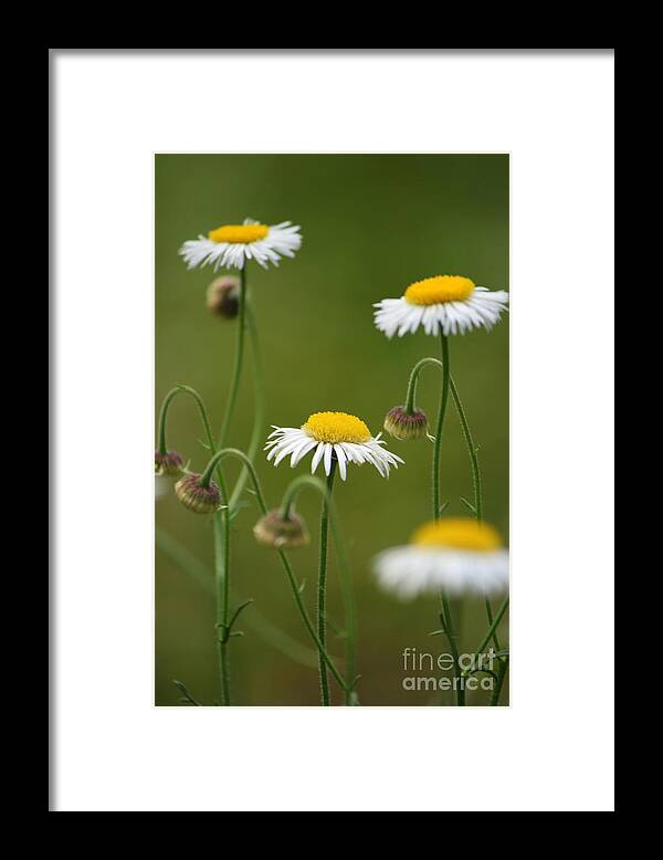 Daisy Framed Print featuring the photograph Four Sisters by Julie Lueders 