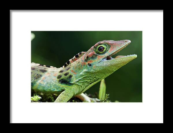 Fn Framed Print featuring the photograph Frasers Anole Anolis Fraseri Male by James Christensen