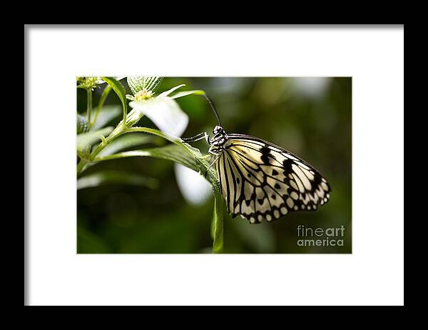 Butterfly Framed Print featuring the photograph Fred by Leslie Leda