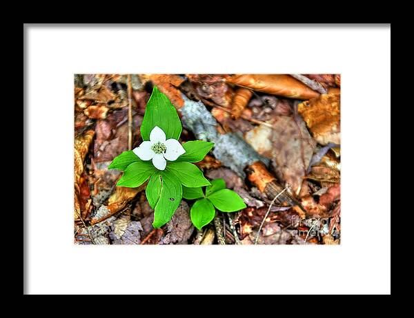 Adrian Laroque Framed Print featuring the photograph Free Spirit by LR Photography