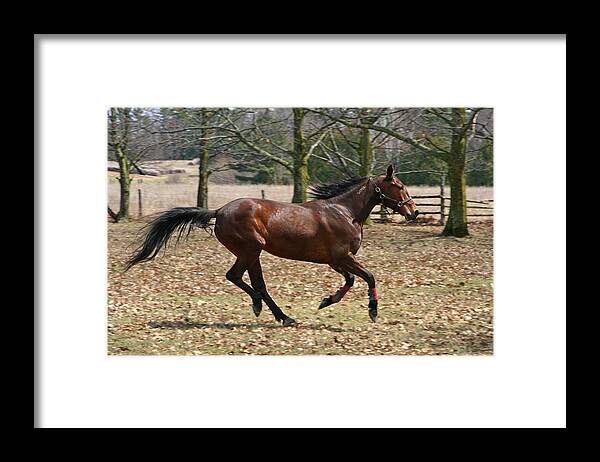 Horses Framed Print featuring the photograph Free Spirit by Davandra Cribbie