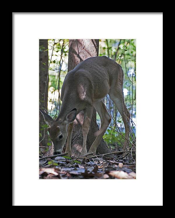 Deer Framed Print featuring the photograph Free To Roam by Donna Proctor
