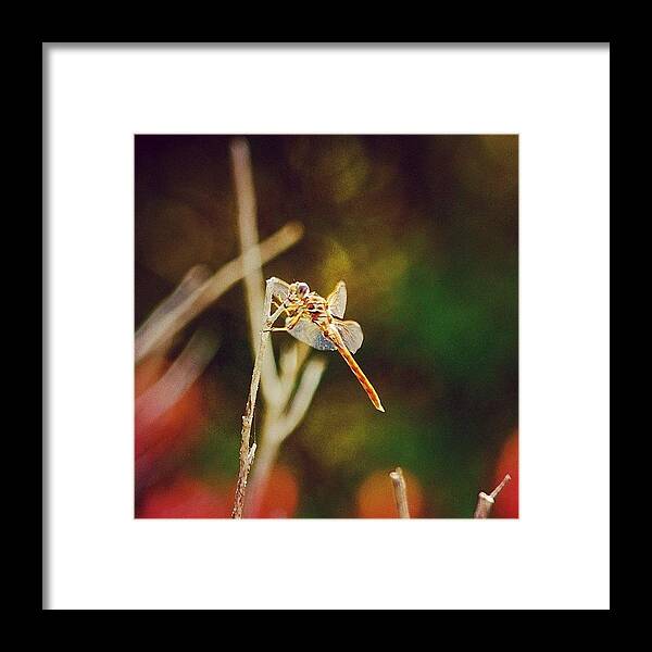 Dragonfly Framed Print featuring the photograph Freedom - Beautiful Freedom by Joel Lopez