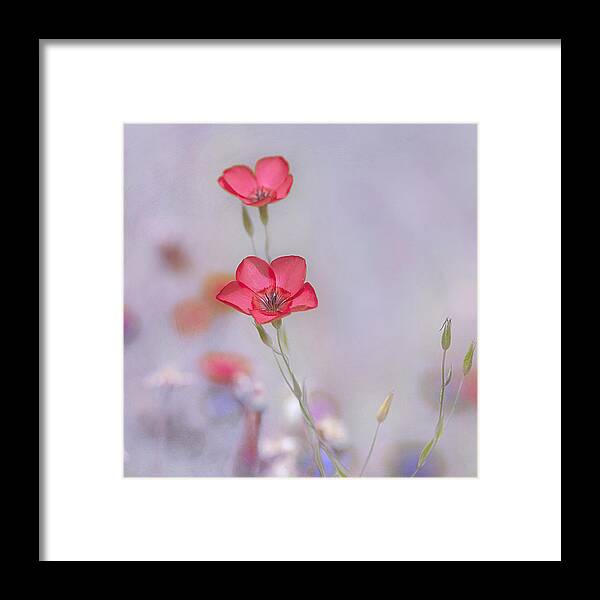 Spring Framed Print featuring the photograph Fresh Air by Joel Olives