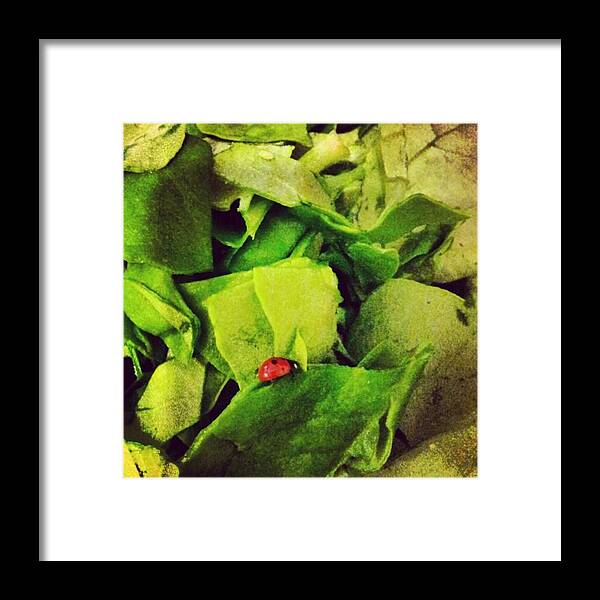 Redthursday Framed Print featuring the photograph #fresh #spinach With #ladybug For by Dorit Stern