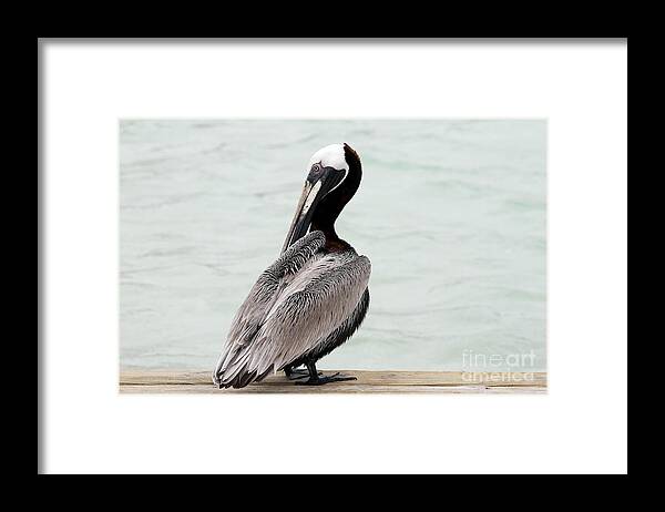 Bird Framed Print featuring the photograph Friendly Brown Pelican by Teresa Zieba