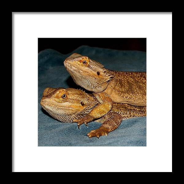 Reptiles Framed Print featuring the photograph Friends for Life by Karen Harrison Brown