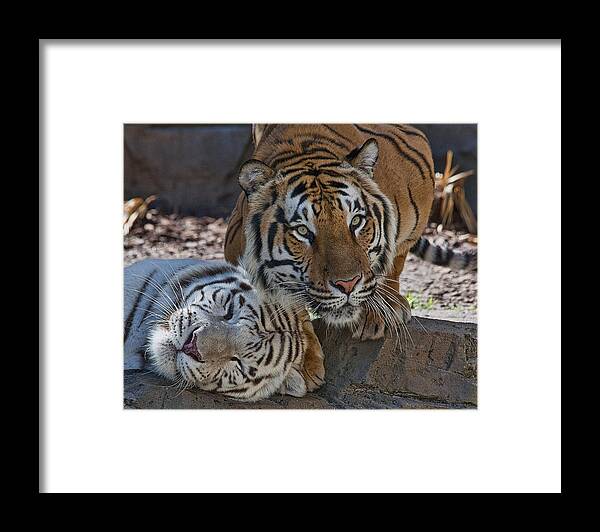 Friends Framed Print featuring the photograph Friends by Keith Lovejoy