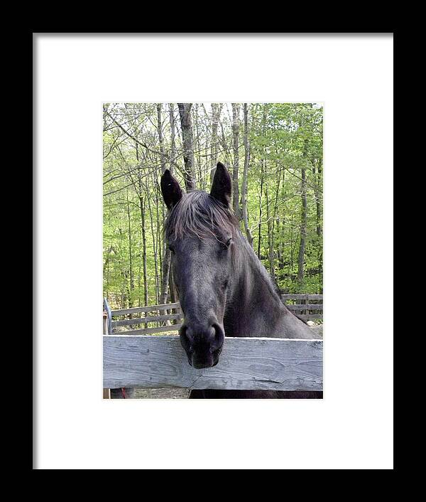 Friesian Horse Framed Print featuring the photograph Friesian alert by Kim Galluzzo Wozniak