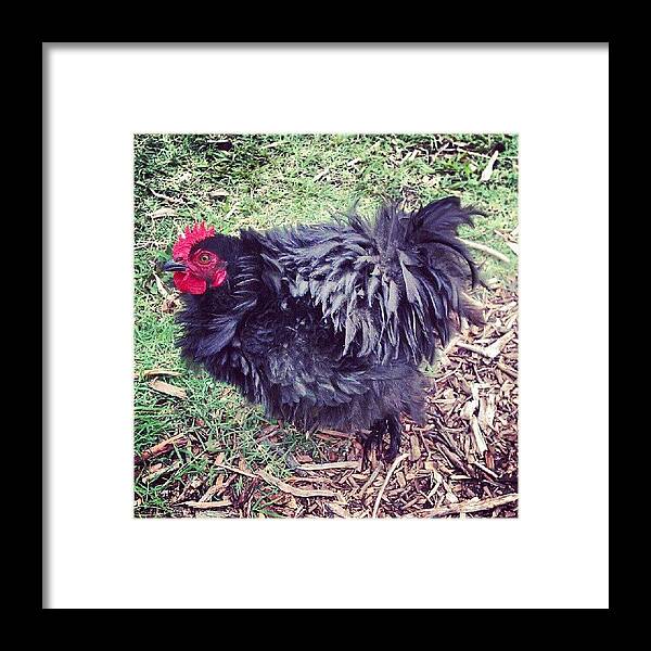 Cute Framed Print featuring the photograph Frizzle!!! by Emma Holton
