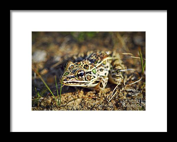 Frog Framed Print featuring the photograph Frog by Elena Elisseeva