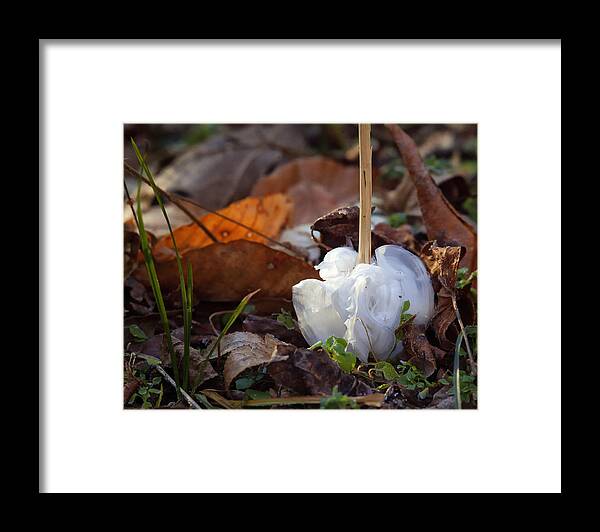 Frost Blossom Framed Print featuring the photograph Frost Blossom Lost Valley by Michael Dougherty