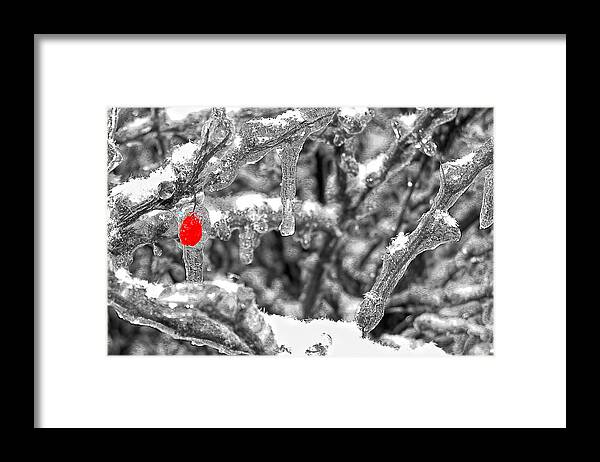 Snow Framed Print featuring the photograph Frozen Berry by Joe Myeress