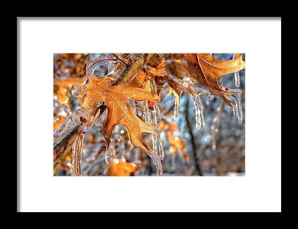Snow Framed Print featuring the photograph Frozen Leaves by Joe Myeress