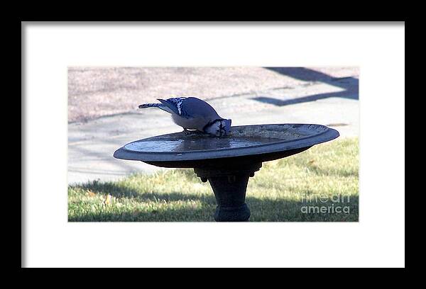 Blue Jay Framed Print featuring the photograph Frustration by Dorrene BrownButterfield