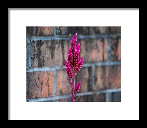 Autumn Framed Print featuring the photograph Fuchsia Plant I by Jai Johnson