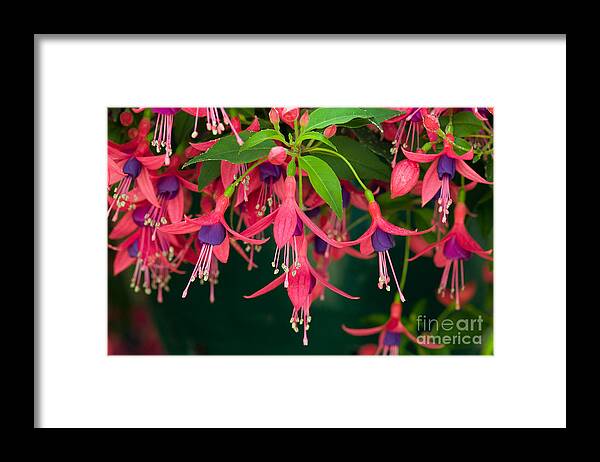 Plants Framed Print featuring the photograph Fuchsia Windchime Flowers by Alan and Linda Detrick and Photo Researchers