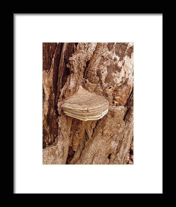 Fungi Framed Print featuring the photograph Fungi by Kim Galluzzo