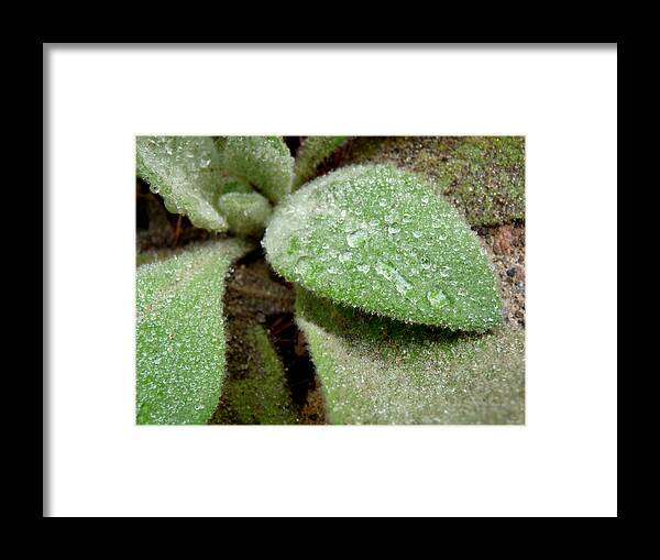 Green Framed Print featuring the photograph Fuzzy and Wet by Terry Eve Tanner